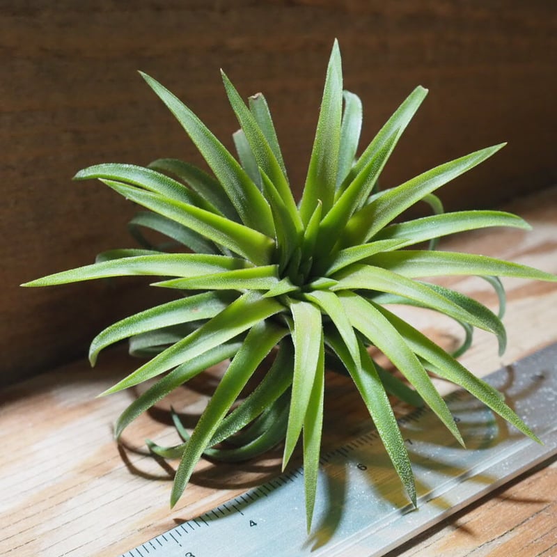 チランジア ／ イオナンタ ロン (T.ionantha 'Ron') ☆EF01/Feb05