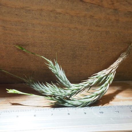 (レア)チランジア　Rex 1苗 CATEGORY エアプランツ（チランジア） 希少種 | 常葉植物園 Tokiwa