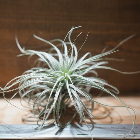 チランジア ／ テクトルム ピンクッション　(T.tectorum 'Pincushion')　＊A01/Nov26