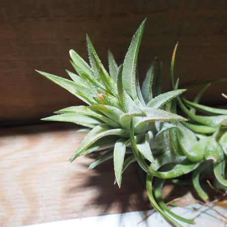 チランジア ／ イオナンタ ヴァンハイニンギー L　(T.ionantha var. vanhyningii)　★EF01/Feb05