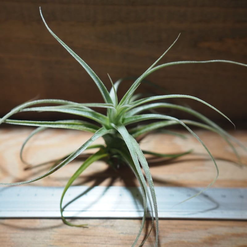 チランジア ／ ストラミネア ブッシュ S (T.straminea 'Bush') ＊A01