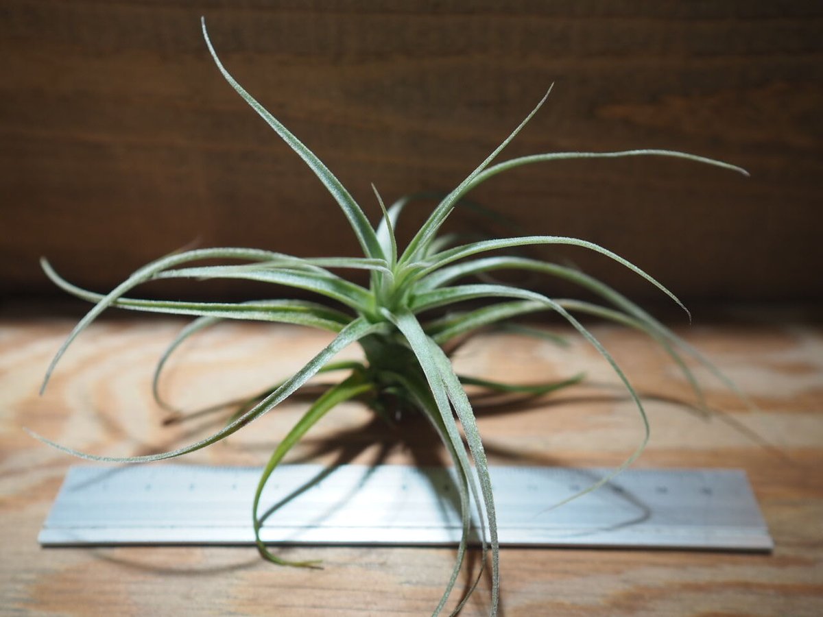 チランジア ／ ストラミネア ブッシュ S (T.straminea 'Bush') ＊A01