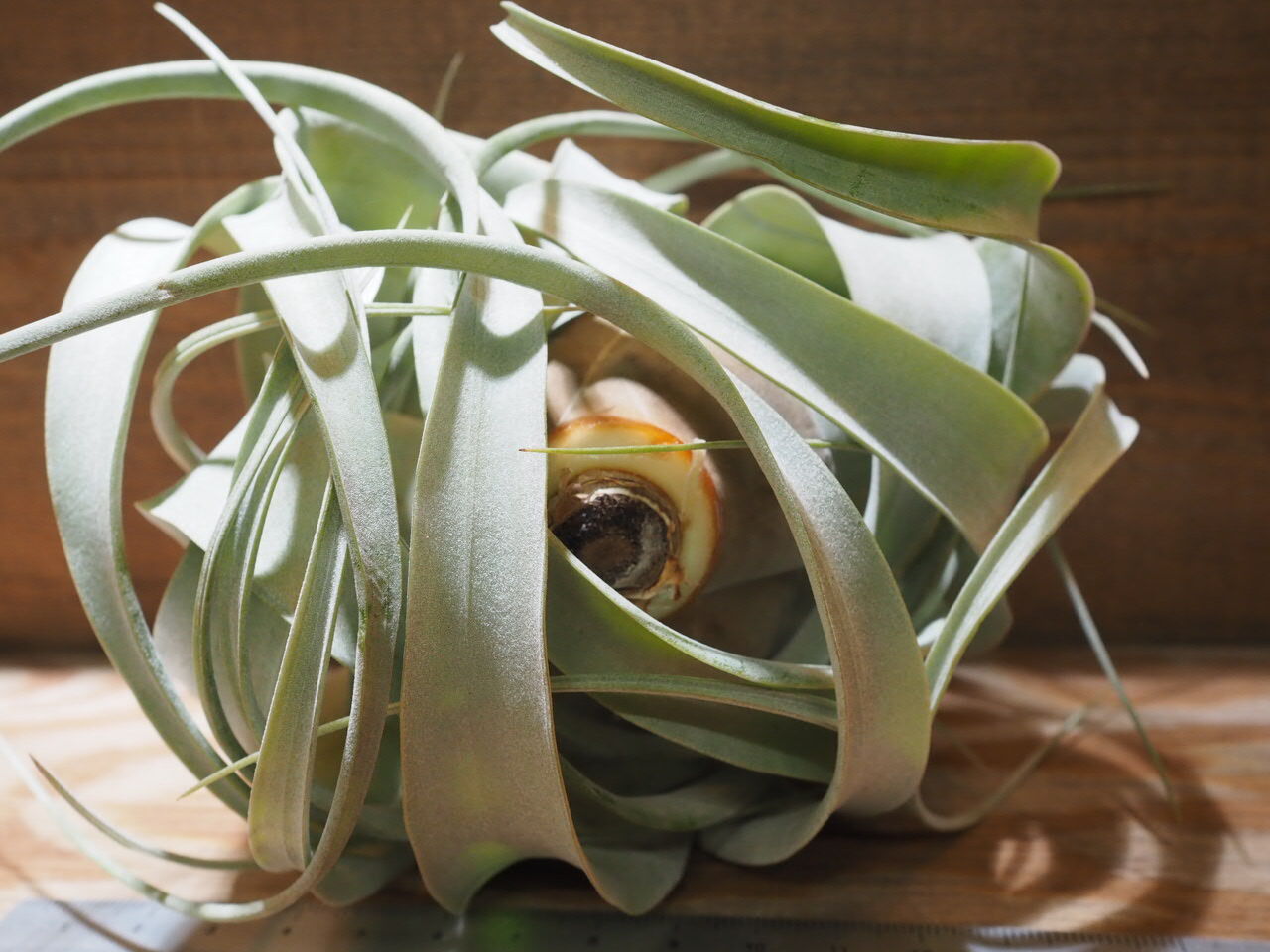 珍品　T. xerographica 'Tricless'変異個体 チランジア ／ キセログラフィカ ロングリーフ S (T.xerographica