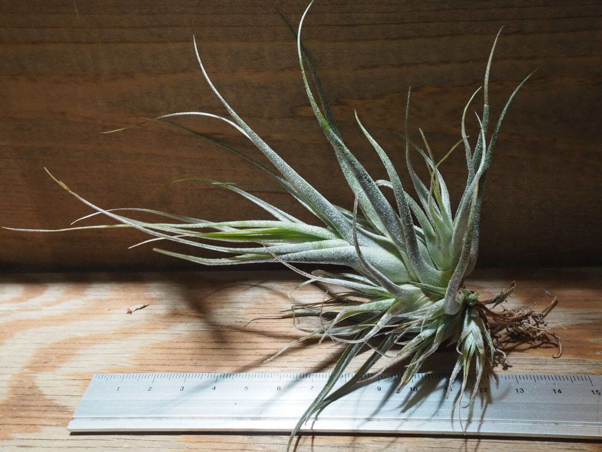 チランジア ／ エーレルシアナ L (T.ehlersiana) ☆CD01/Feb05 |