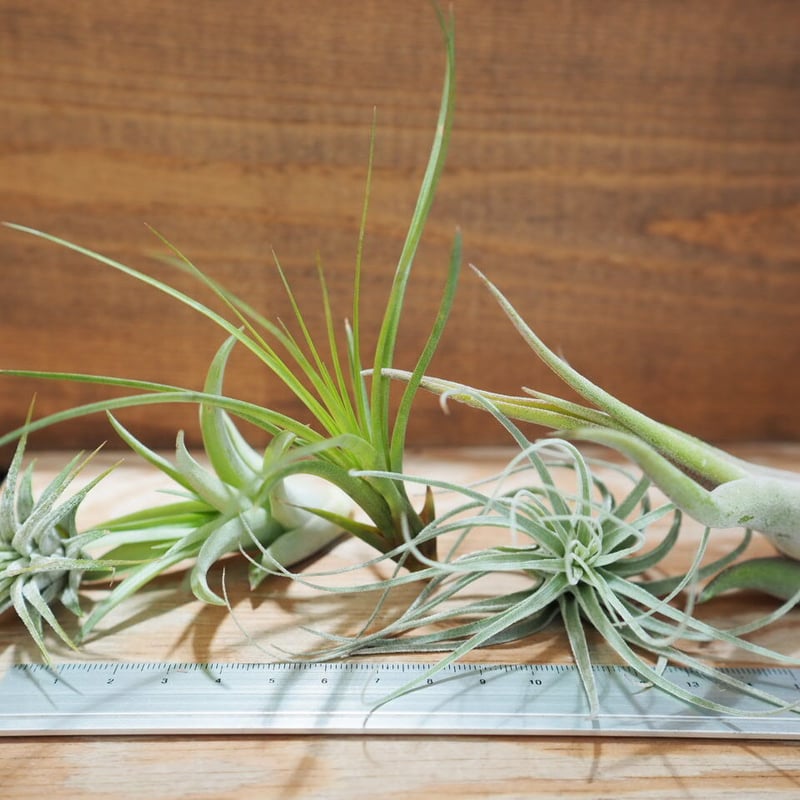 【折り師】チランジア イオナンタ 5種セット 折り師様専用】チランジア イオナンタ 5種セット - メルカリ