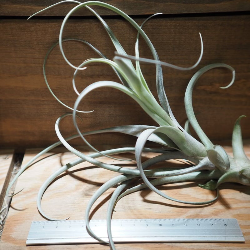 チランジア ／ ミカンス (T.micans) ＊A01/ May01 | 常葉植物園 Tok