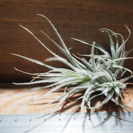 チランジア ／ テクトルム ワイルド フォーム　(T.tectorum wild form)　＊A01/Apr25