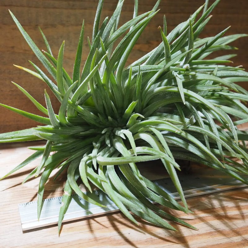 チランジア ／ イオナンタ ビッグボーイ クレステッド XL (T.ionantha 