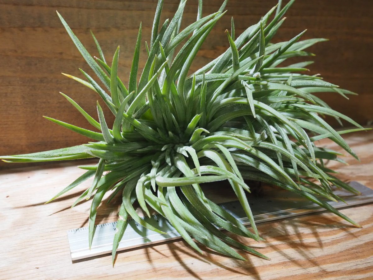 Tillandsia ionantha crested イオナンタ チランジア Tillandsia ionantha 'Crested Form' • Selected clone