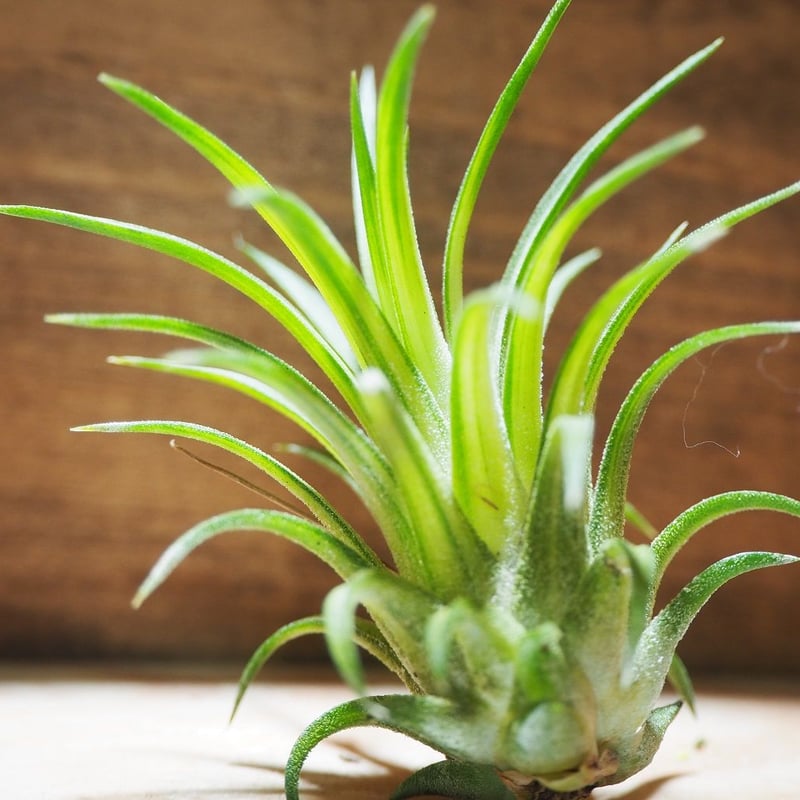 ブロメリア・エアープランツ Tillandsia Ionantha Variegata チランジア ／ イオナンタ ヴァリエガータ (T.ionantha 'Variegata')