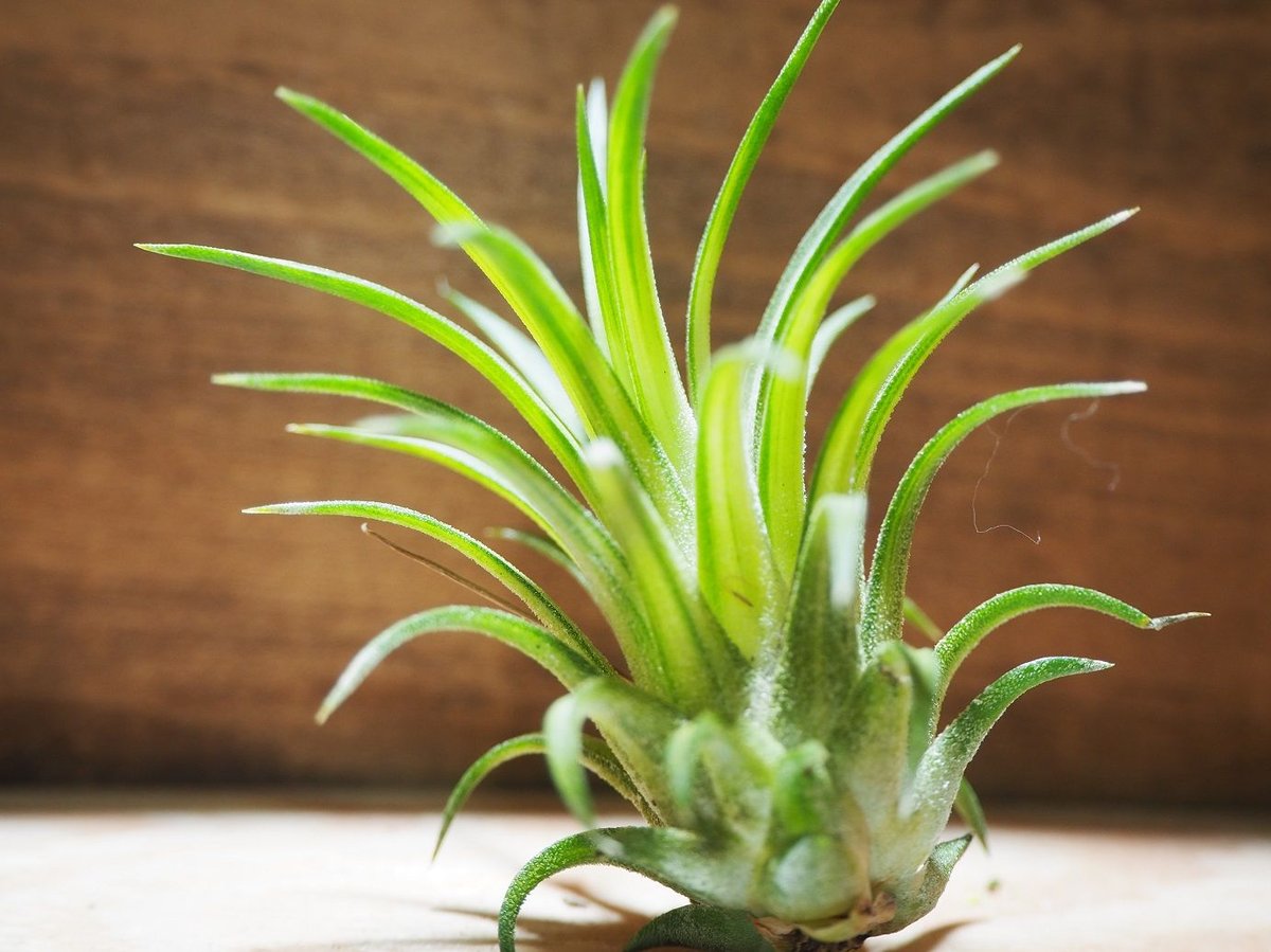 チランジア イオナンタ ニザンダ チランジア イオナンタ ニザンダ Tillandsia ionantha Nizanda この前