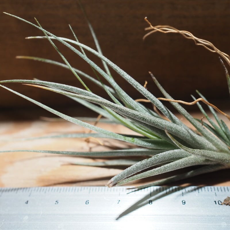 R*o様 チランジアハイブリッド チランジア ／ パウシフォリア レッドハイブリッド (T