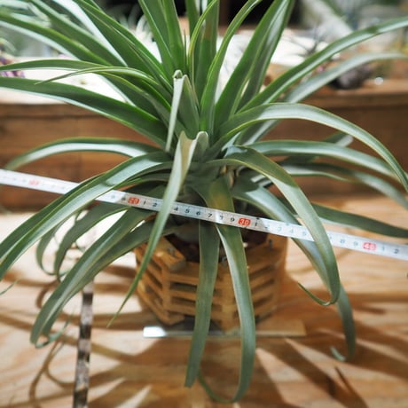 チランジア ／ ストレプトフィラ XXL　(T.streptophylla)  ★タイ農場　＊A01/Jun03