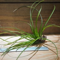 チランジア ／ ナルセシオイデス　(T.narthecioides)　＊A01/Apr18