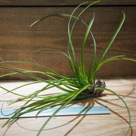 CATEGORY 学名・名称：N | 常葉植物園 Tokiwa Botanical-Garde