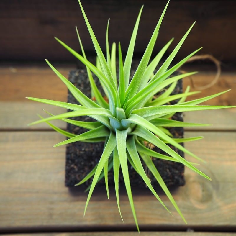 □チランジア着生用プレート (木製) 3枚セット | 常葉植物園 Tokiwa