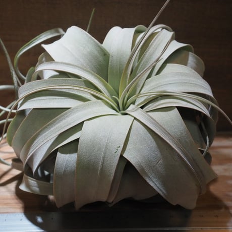 CATEGORY 学名・名称：X | 常葉植物園 Tokiwa Botanical-Garde