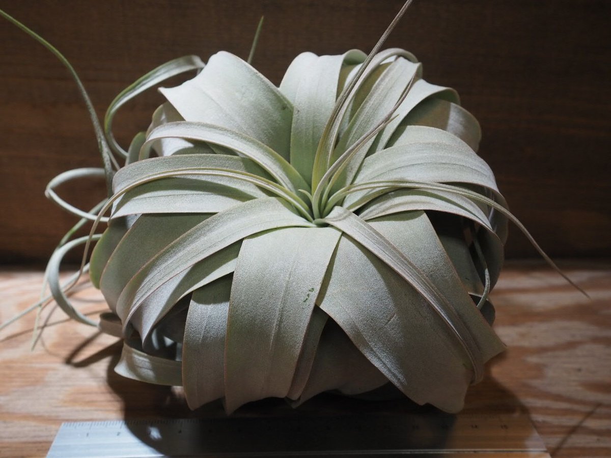 珍品　T. xerographica 'Tricless'変異個体 珍品 T. xerographica 'Tricless'変異個体 チランジア