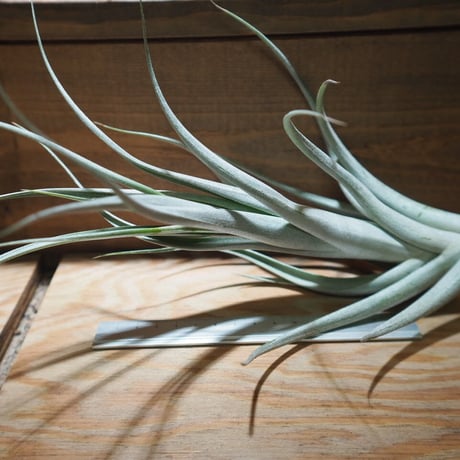 STORES エアープランツの検索結果