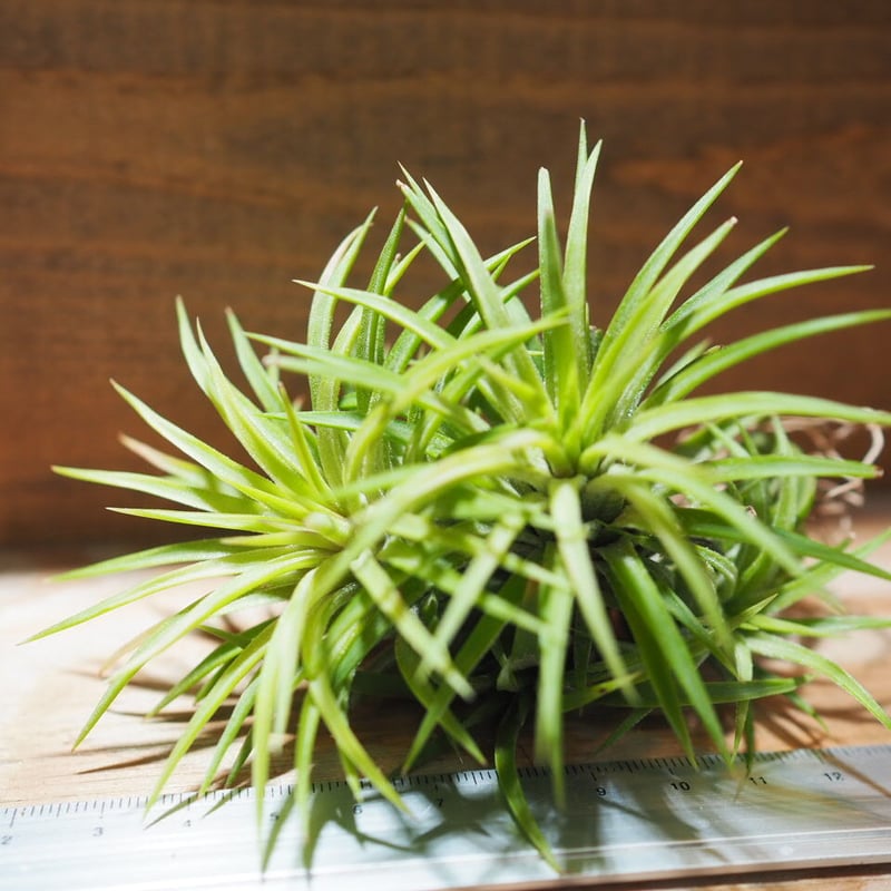 チランジア ／ イオナンタ ウアメルラ CL (T.ionantha huemulata) ☆