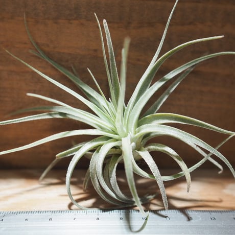 CATEGORY 学名・名称:V | 常葉植物園 Tokiwa Botanical-Garde CATEGORY 学名・名称:V | 常葉植物園 Tokiwa Botanical-Garde