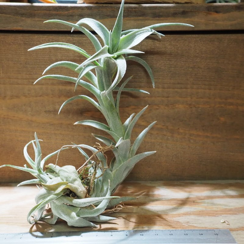 チランジア エディシアエ (T.edithiae)流木付け チランジア ／ エディシアエ L (T.edithae) ☆CD01/Nov27 | 常葉植物