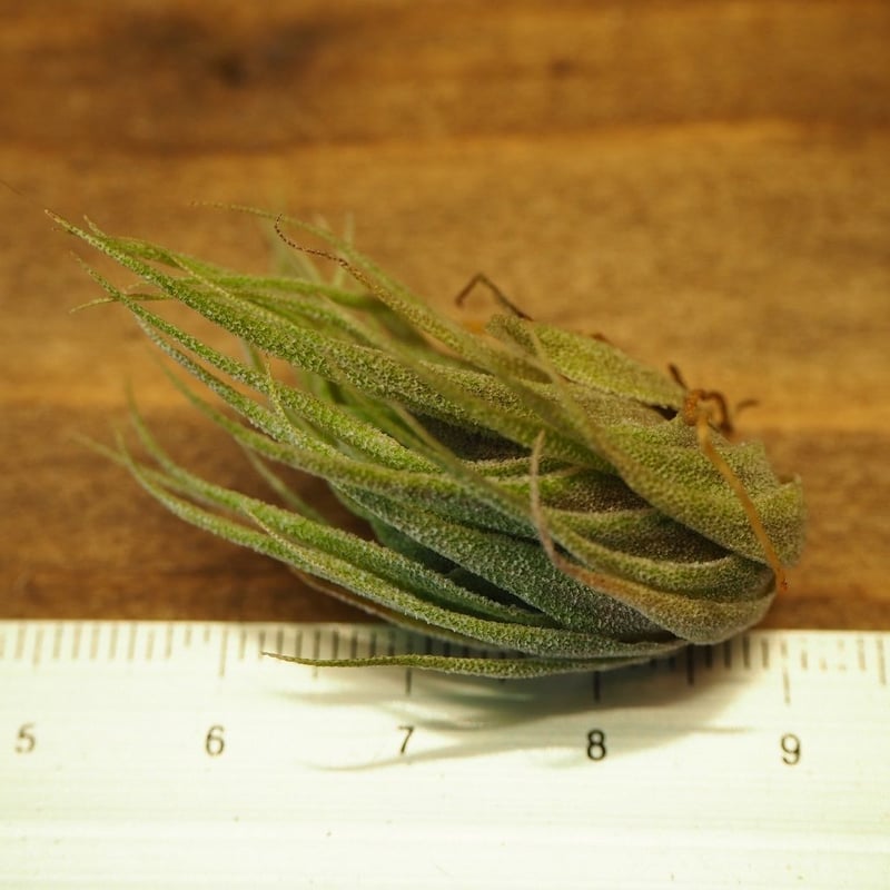 チランジア ／ スプレンゲリアナ (T.sprengeliana) ☆1/5更新 | 常葉