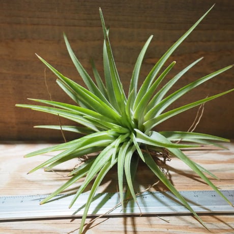 CATEGORY エアプランツ（チランジア）F～J | 常葉植物園 Tokiwa