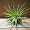チランジア ／ イオナンタ マキシマ アルビノ　(T.ionantha var. maxima \'Albino\')　★EF01/Feb05