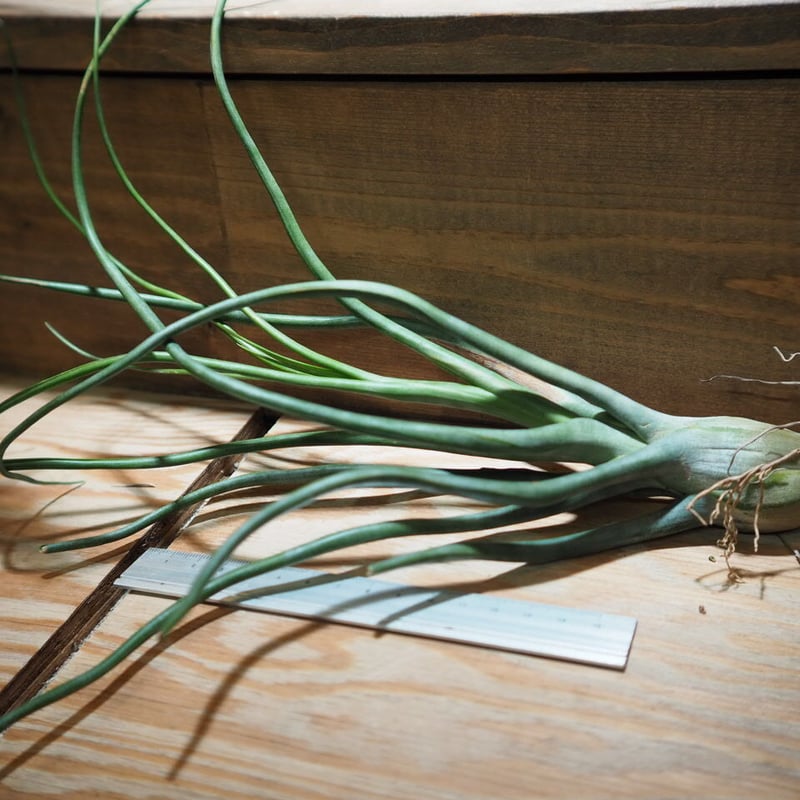 チランジア ty x Showtime チランジア・ショータイム（ショウタイム） Tillandsia Showtime (T