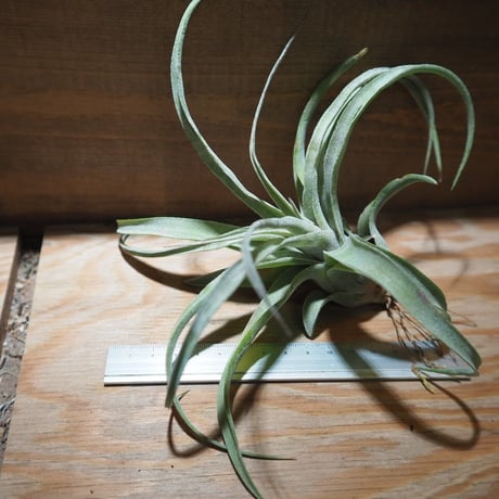 チランジア ／ ストレプトフィラ S　(T.streptophylla)　＊A01/Jun22-02