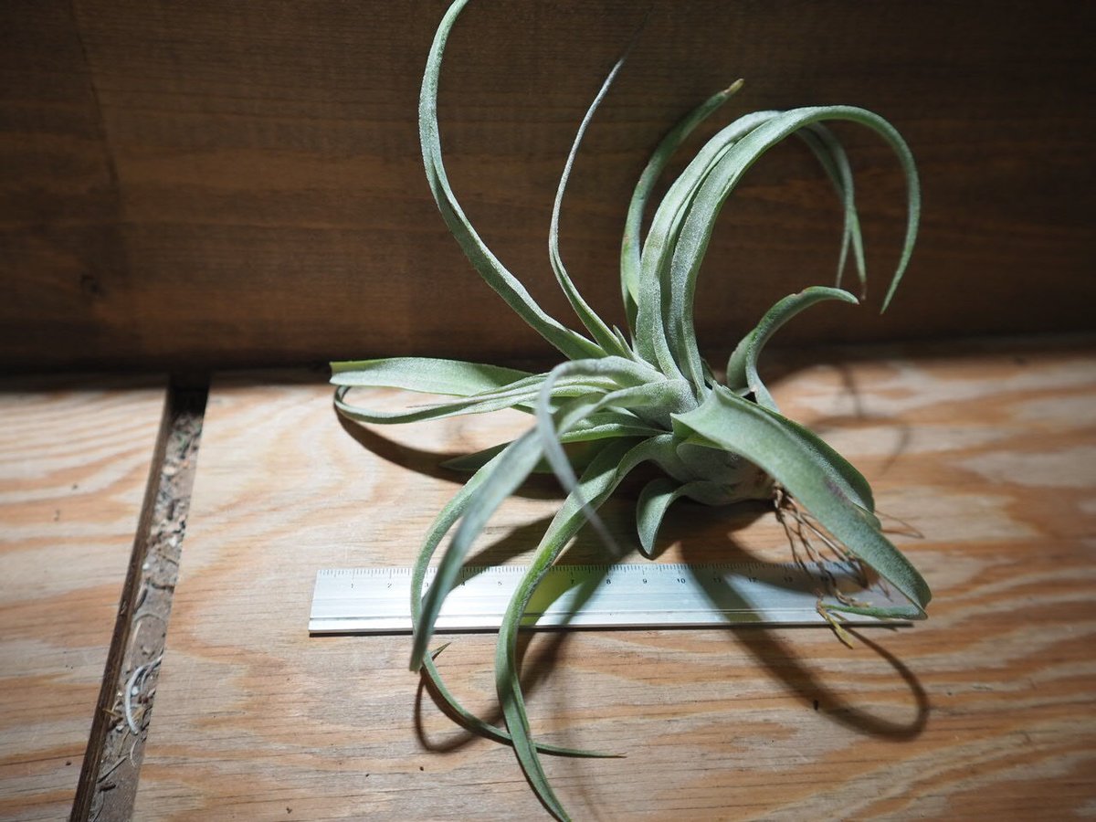 チランジア ／ ストレプトフィラ S (T.streptophylla) ＊A01/Jun22