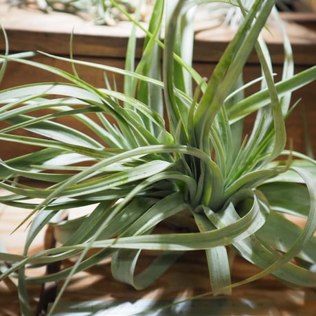 チランジア ／ キセログラフィカ × カピタータ クレステッド　(T.xerographica × T.capitata Crested)　＊A01/Apr17