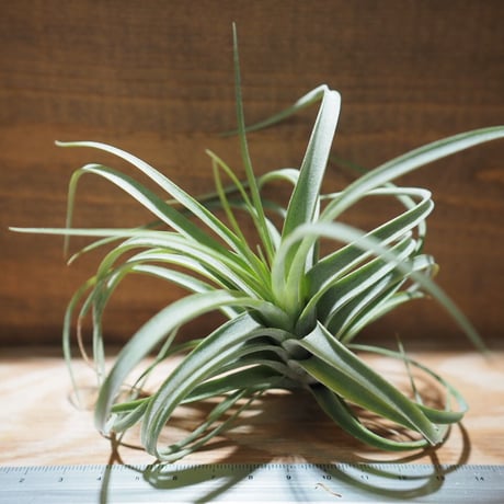 CATEGORY 学名・名称：E | 常葉植物園 Tokiwa Botanical-Garde