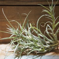 チランジア ／ イオナンタ プレデター (T.ionantha 'Predator') | 常