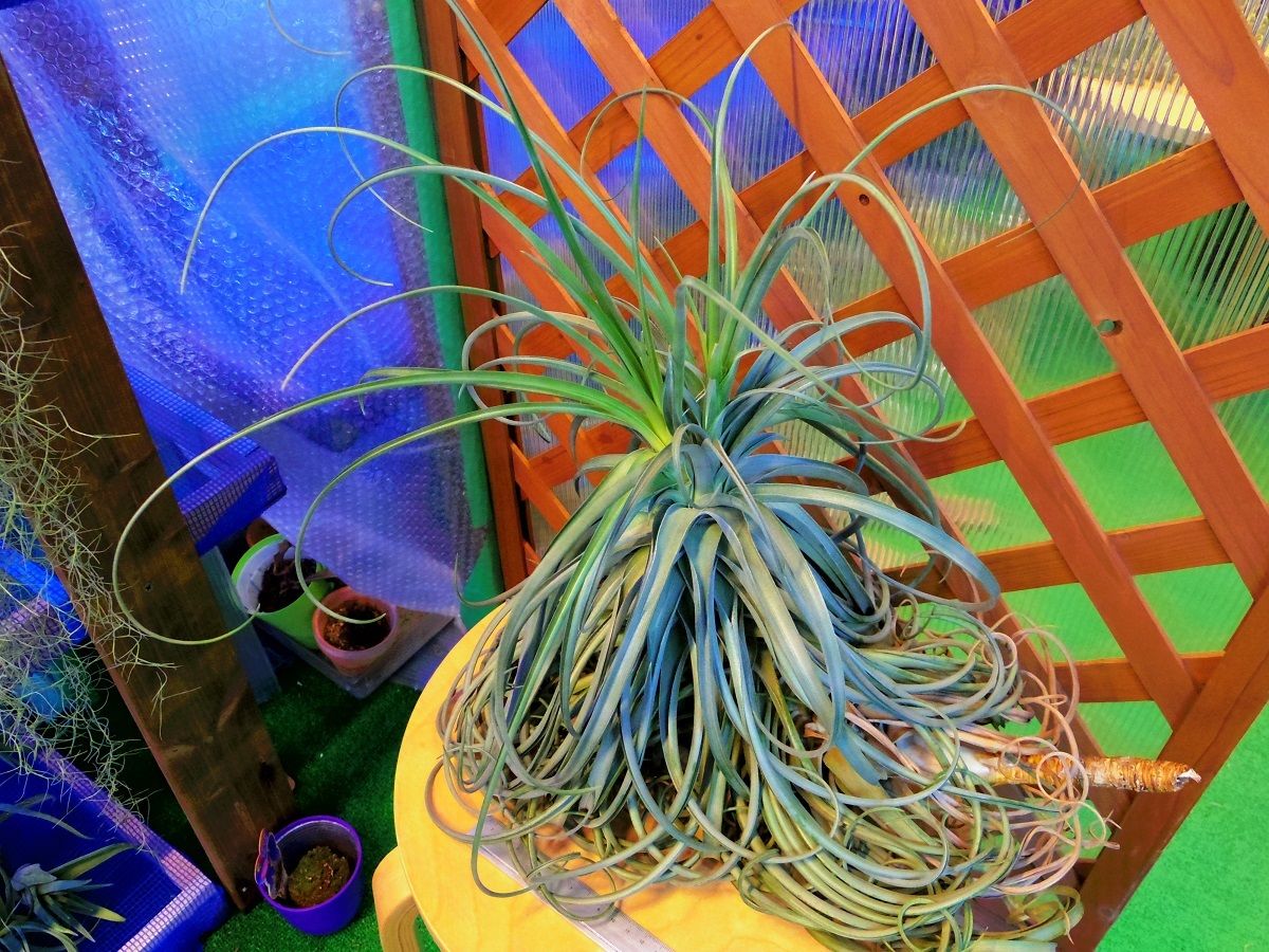 チランジア　ライラックスパイア　Tillandsia Lilac Spire チランジア ／ ライラックスパイアー (T.'Lilac Spire') ☆12/12企画 |