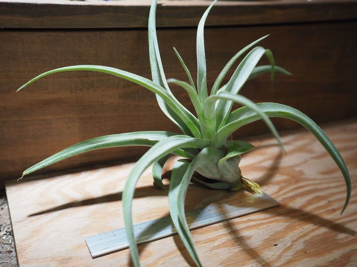 チランジア ストレプトフィラ チランジア ／ ストレプトフィラ Hybrids No.5738 (T.streptophyl