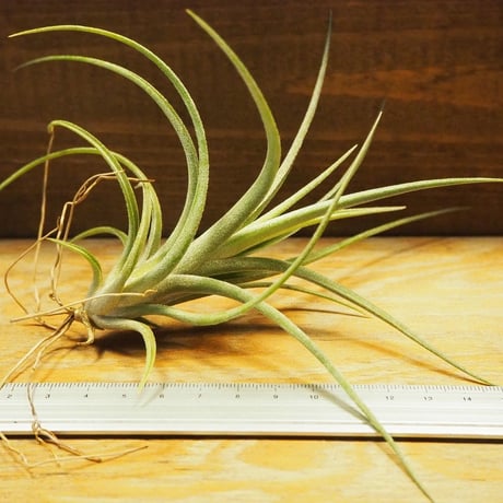 チランジア ／ イオナンタ × パウシフォリア　(T.ionantha × T.paucifolia)　＊A02/Se21