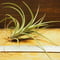チランジア ／ イオナンタ × パウシフォリア　(T.ionantha × T.paucifolia)　＊A02/Se21
