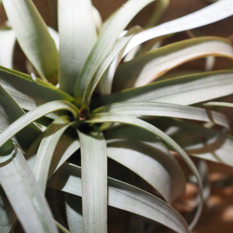 チランジア ベストインクラス × イオナンタ チランジア ／ ベストインクラス 開花株・子株付き (T.'Best In Class