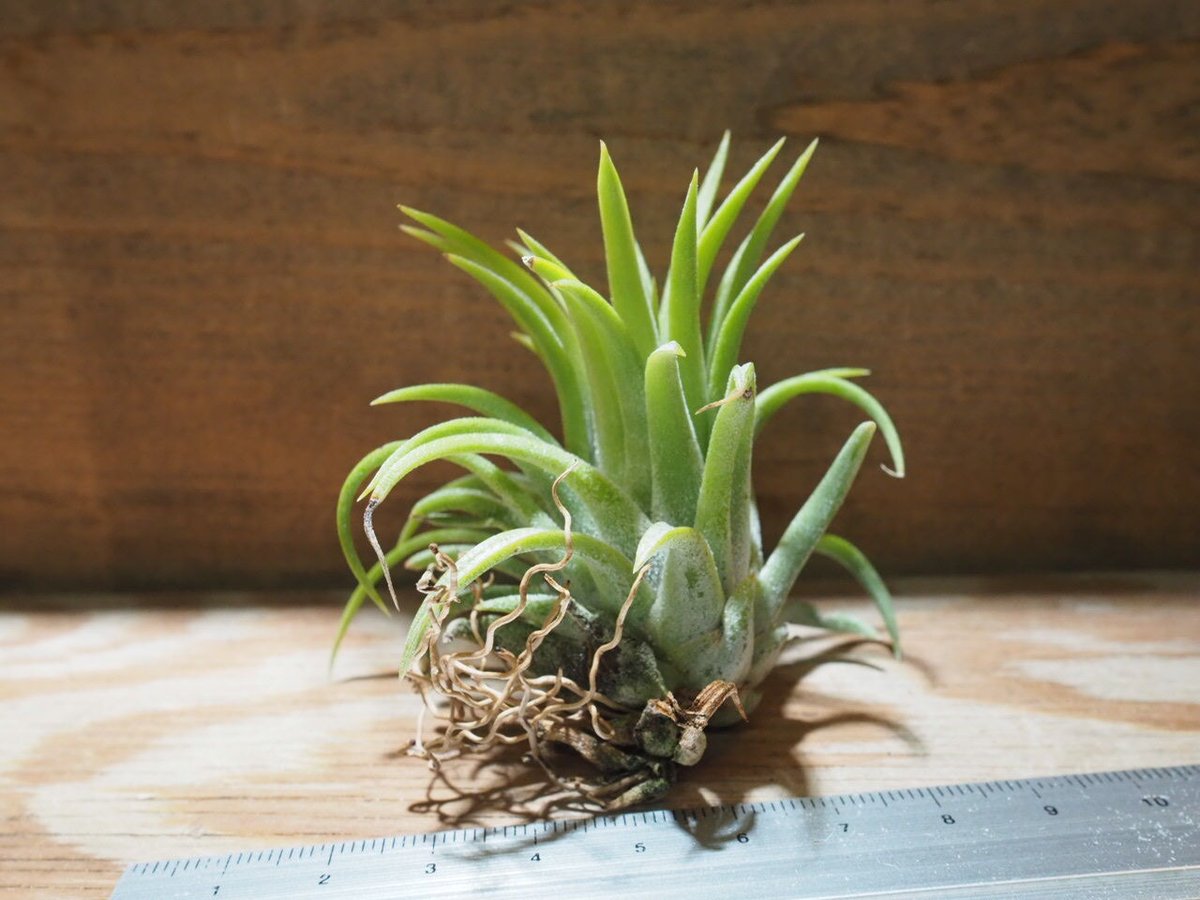 チランジア ／ イオナンタ ロン (T.ionantha 'Ron') ☆EF01/Feb05