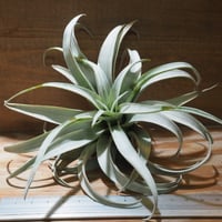 チランジア ／ アウェサム アンバー (T.'Awesome Amber') | 常葉植物園