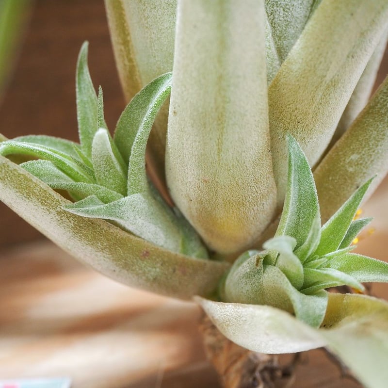 チランジア ／ カピタータ オレンジ × イオナンタ (T.capitata 'Orange'
