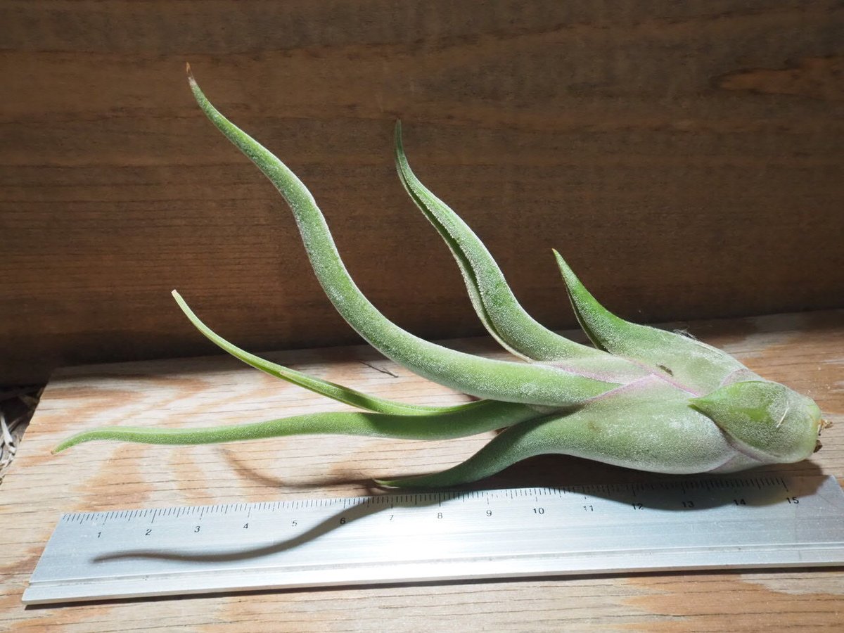 チランジア Lucile x カプトメデューサ チランジア・カプトメデューサ×プセウドベイレイ Tillandsia