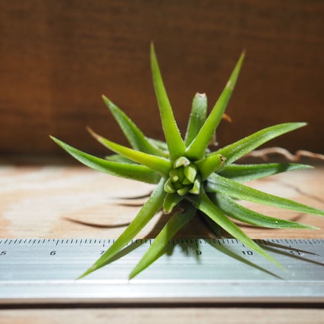 チランジア ／ イオナンタ ピーチ ホワイトフラワー　(T.ionantha 'Peach White Flower')　＊A01/Apr25