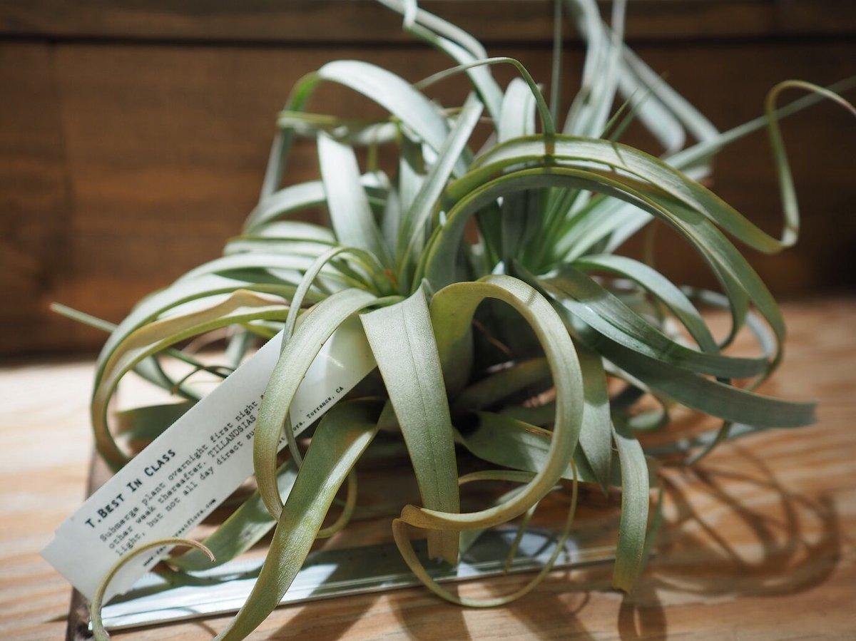 チランジア Kraken 子株つき 【公式通販】