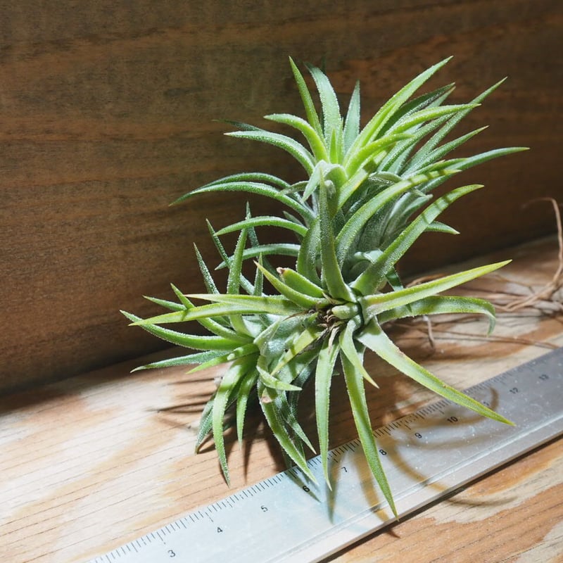 現品】チランジア・イオナンタ・メディオピクタ T. ionantha