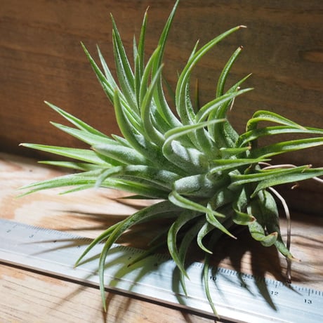 チランジア ／ イオナンタ マキシマ　(T.ionantha var. maxima)　★CD01/Dec19