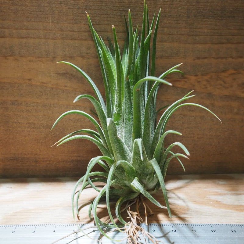チランジア ／ イオナンタ ビッグボーイ (T.ionantha 'Big Boy