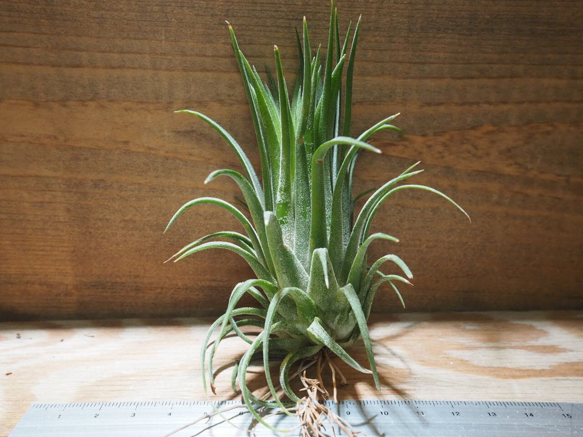 チランジア ／ イオナンタ ビッグボーイ (T.ionantha 'Big Boy